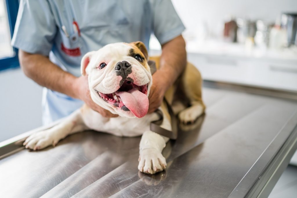 Bulldog puppy at the vet's